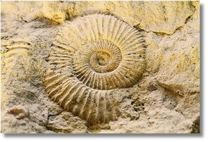 Prehistoric Lives: A